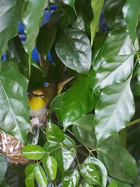 綠繡眼來家裡代表什麼|野鳥庭前築巢 預示居家風水好兆頭 